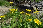 35 Doronico dei macereti (Doronicum grandiflorum)
